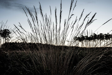 wild herbs and ferns in the forest close up
