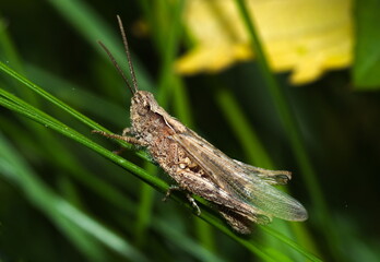Grasshopper on the grass (Chorthippus biguttulus)