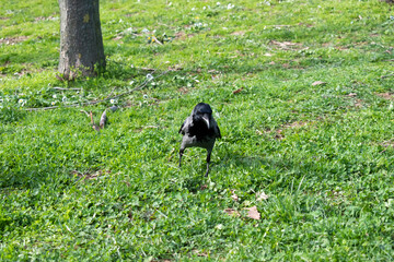crow on green cim. the Crows on the green grass.