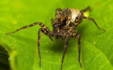 Spider on a leaf