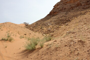 Hot and arid desert sand dunes terrain in Sharjah emirate in the United Arab Emirates. The oil-rich UAE receives less than 4 inches of rainfall a year and relies on water from desalination plants.