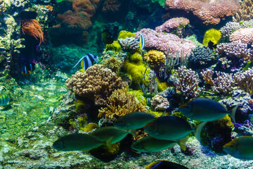 Little colorful fish, bright coral reef in aquarium. Underwater life.