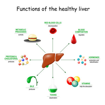 Functions of the healthy liver.