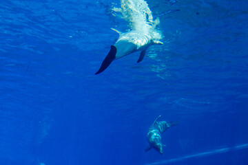 dolphins in a large blue aquarium closeup