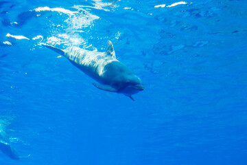 Naklejka premium dolphins in a large blue aquarium closeup
