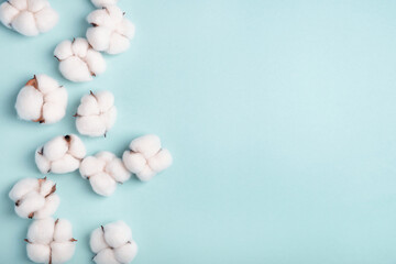 Cotton bolls on a blue background. Flat lay, top view