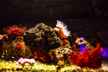 Little colorful fish, bright coral reef in aquarium. Underwater life.