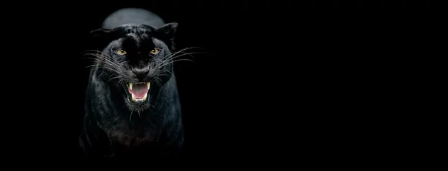 Plexiglas foto achterwand Template of a Black panther with a black background © AB Photography