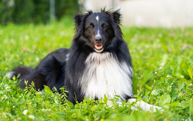 Shelty, shetland shepherd - sheepdog dog in grass