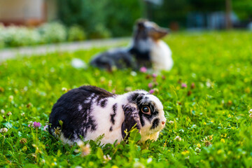 Shetland shepherd and a bunny in grass