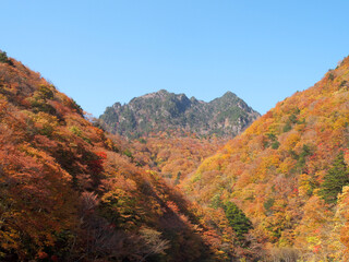 紅葉の西沢渓谷から見た鶏冠山