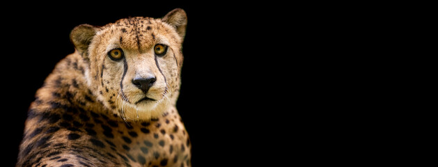 Template of a Cheetah with a black background