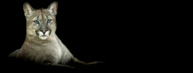 Foto op Canvas Template of a Puma with a black background © AB Photography