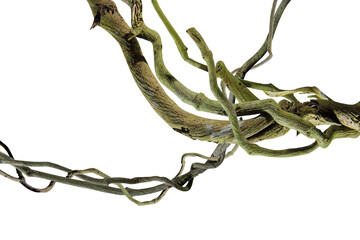wood root Bush grape or three-leaved wild vine cayratia (Cayratia trifolia) liana ivy plant bush,...