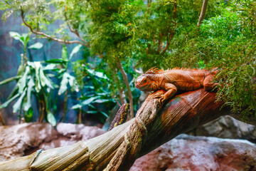 Sleeping dragon - Close-up portrait of a resting orange colored male Green iguana