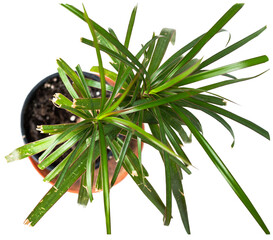 Yuka plant in a pot, top view, white background