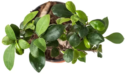 Fotobehang Bonsai Green bonsai tree in a pot, top view, white background  © Monica