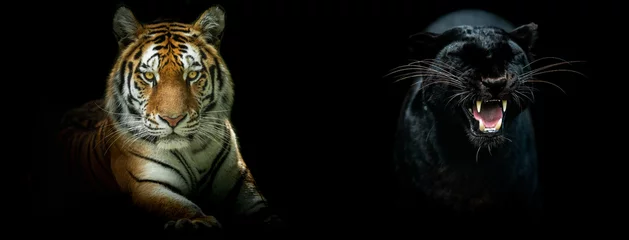 Tuinposter Template of a Tiger and a black panther with a black background © AB Photography