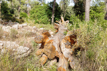 A fallen tree with a bird carved on the trunk in the Totem park in the forest near the villages of Har Adar and Abu Ghosh