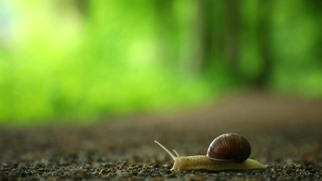 Snail crawling along a path in spring forest in Czech republic