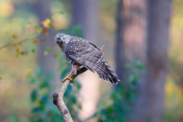 Northern Goshawk  (Accipiter gentilis) sitting on a branch in the forest of Noord Brabant in the Netherlands. 