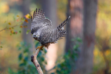 Fototapeta premium Northern Goshawk (Accipiter gentilis) sitting on a branch ready for take off in the forest of Noord Brabant in the Netherlands. 