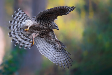 Northern Goshawk  (Accipiter gentilis) flying in the forest of Noord Brabant in the Netherlands. 