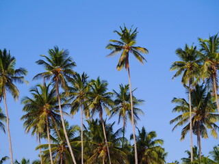 Fototapeta na wymiar Sri Lanka 
