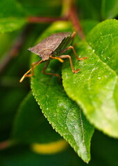 Close up of a brown shield bug