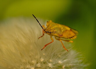 Close up of a green shield bug