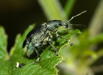 Close up of a bug on a leaf, (Phyllobius (Metaphyllobius) pomaceus) 