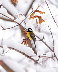 A bird tit sits on a maple branch in winter