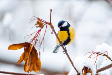 Little bird titmouse sits on a branch with dried seeds in a cold winter day