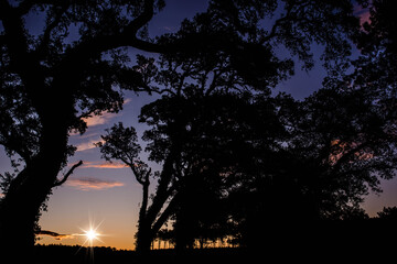 cork oak forest at dawn