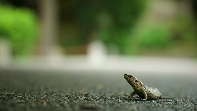 Small lizard on asphalt in park in Czech republic