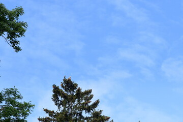 Seeadler hoch oben auf einem Baumwipfel