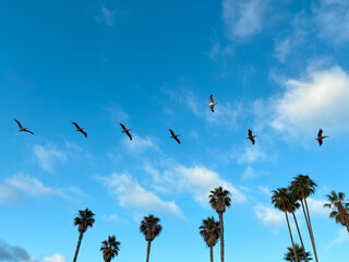 Fototapeta premium a flock of pelicans in the blue sky with palm trees on the background.