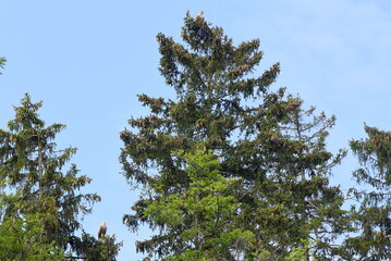 Seeadlerpaar auf hohen Baumwipfeln
