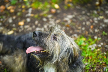 Teddy - ein Schnauzermischling aus dem Tierheim Kitzingen