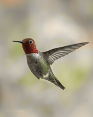 Red Head Anna's Hummingbird 3365 - 359198893