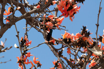 A little bird drinking nectar from the Bombax flowers in the shades of the branches.