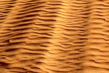 A view of the Wahiba Sands Desert. It has an area of 12,500 square kilometers, located in the northeastern part of the Arabian Peninsula. The sand dunes reach a height of 100 meters. Oman. Asia.
