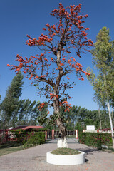 Panipat, India - Marh 26, 2017: Low angle shot of a Bombax tree with beautiful red flowers and Vyas Ashram building in the background, near Panipat.