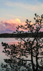 Fototapeta na wymiar Conifer tree and pink cloud 