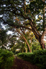 cork oak forest at dawn