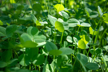 Vibrant green clover leaves growing on sunny field close-up