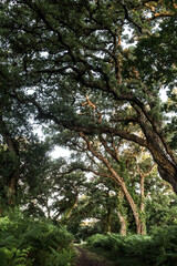 cork oak forest at dawn