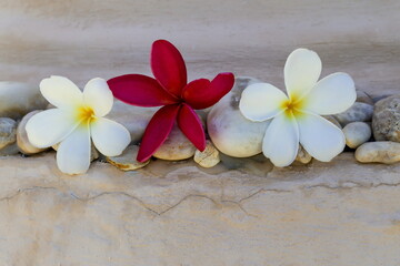 Fototapeta na wymiar White Frangipani flowers pink