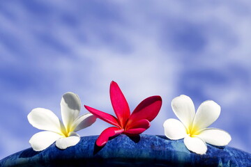 Fototapeta na wymiar White Frangipani flowers pink