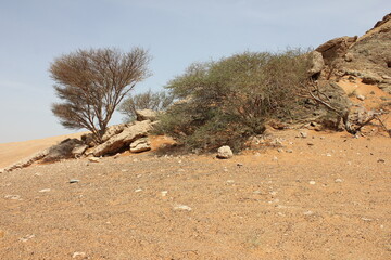 Hot and arid desert sand dunes terrain in Sharjah emirate in the United Arab Emirates. The oil-rich...
